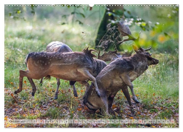 Produktbild: Emotionale Momente: Das Damwild. (hochwertiger Premium Wandkalender 2027 DIN A2 quer), Kunstdruck in Hochglanz