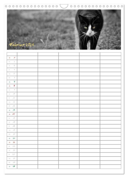 Produktbild: Miezekatzen Planungskalender (Wandkalender 2026 DIN A3 hoch), CALVENDO Monatskalender