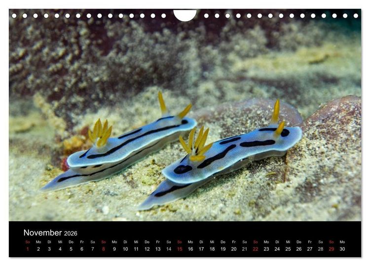 Produktbild: Unterwasserwelt Nacktschnecken (Wandkalender 2026 DIN A4 quer), CALVENDO Monatskalender