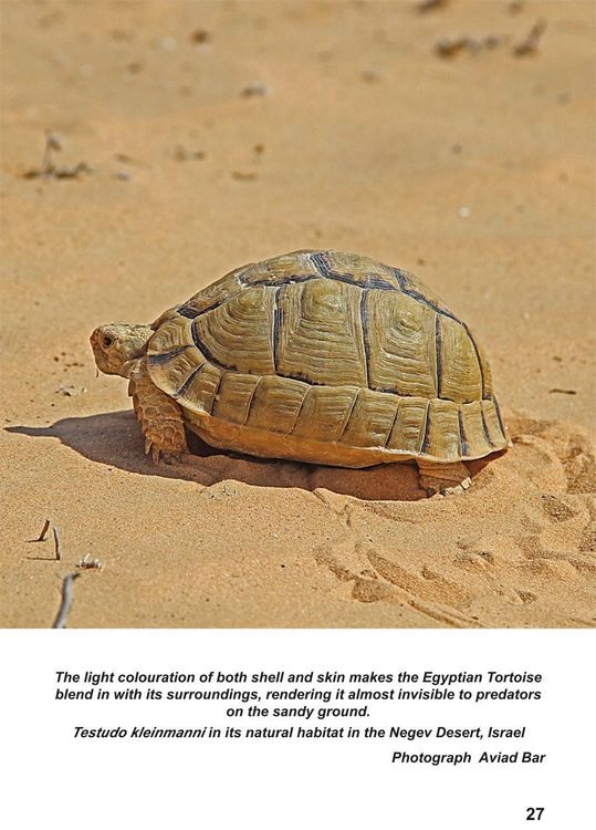 Produktbild: The Egyptian Tortoise, Testudo kleinmanni Lortet, 1883