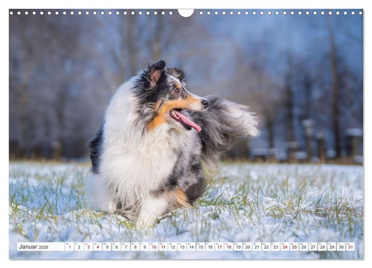 Produktbild: Sheltie - Ein St&uuml;ck vom Gl&uuml;ck (Wandkalender 2026 DIN A3 quer), CALVENDO Monatskalender