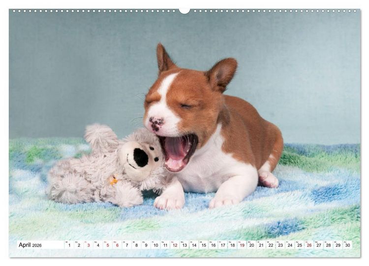 Produktbild: Wunderbare Basenji Welpenzeit (hochwertiger Premium Wandkalender 2026 DIN A2 quer), Kunstdruck in Hochglanz