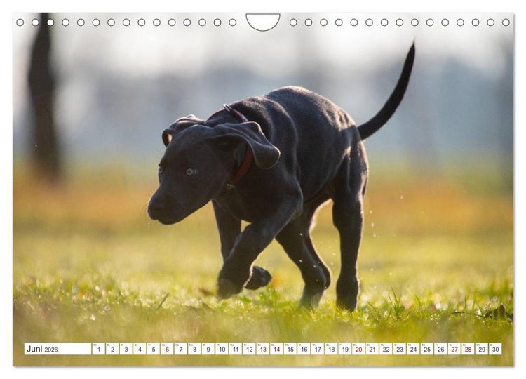 Produktbild: Weimaraner-Labrador (Wandkalender 2026 DIN A4 quer), CALVENDO Monatskalender