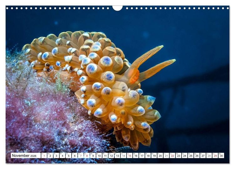 Produktbild: Tauchen im Mittelmeer (Wandkalender 2026 DIN A3 quer), CALVENDO Monatskalender