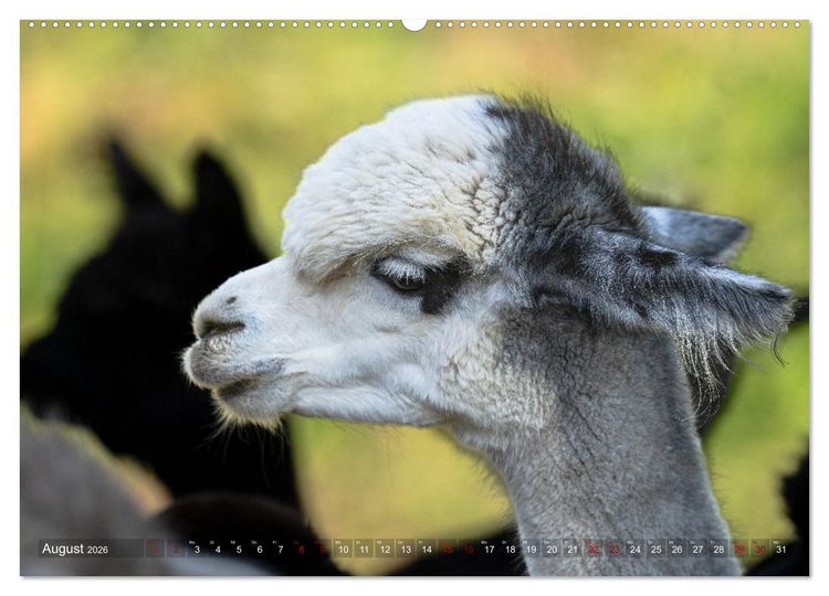 Produktbild: Alpakas im Portrait (Wandkalender 2026 DIN A2 quer), CALVENDO Monatskalender