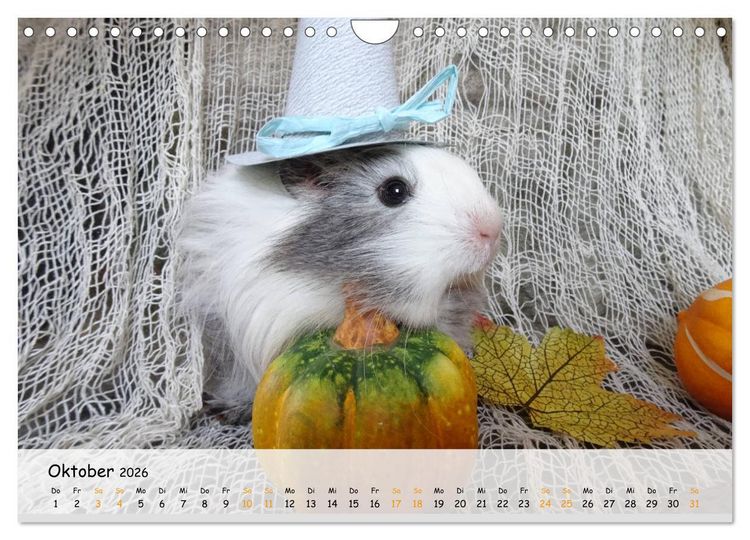 Produktbild: Meerschweinchen 2026 - bezaubernd, hinrei&szlig;end, entz&uuml;ckend (Wandkalender 2026 DIN A4 quer), CALVENDO Monatskalender