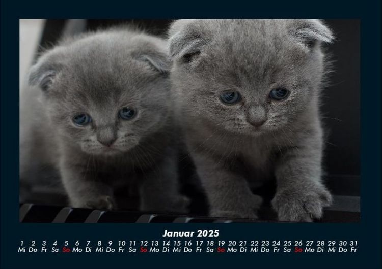 Produktbild: F&uuml;r Katzenfreunde 2025 Fotokalender DIN A4