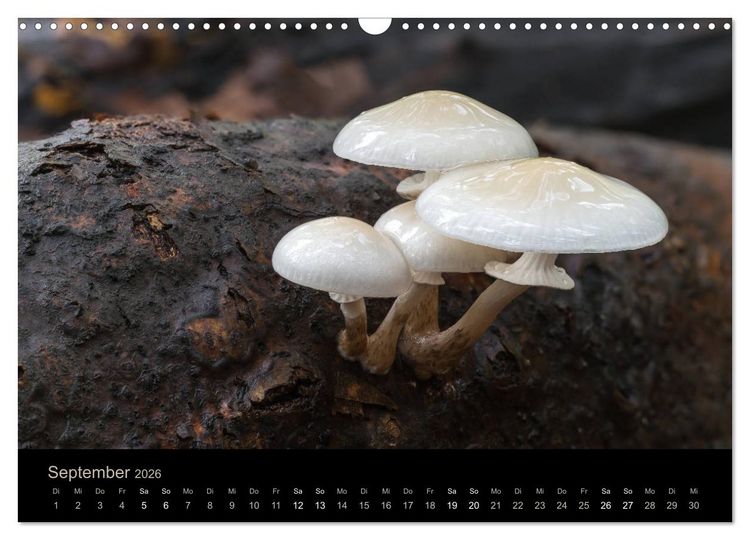 Produktbild: PILZE IM FOKUS 2026 (Wandkalender 2026 DIN A3 quer), CALVENDO Monatskalender