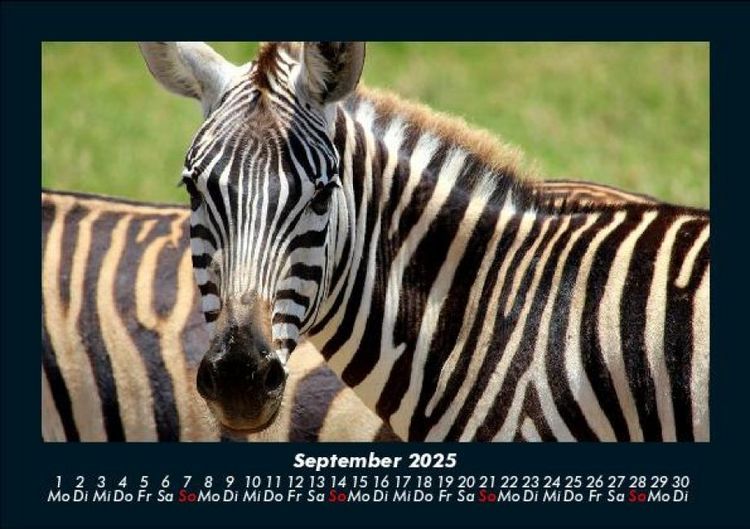 Produktbild: Zebrazauber 2025 Fotokalender DIN A5