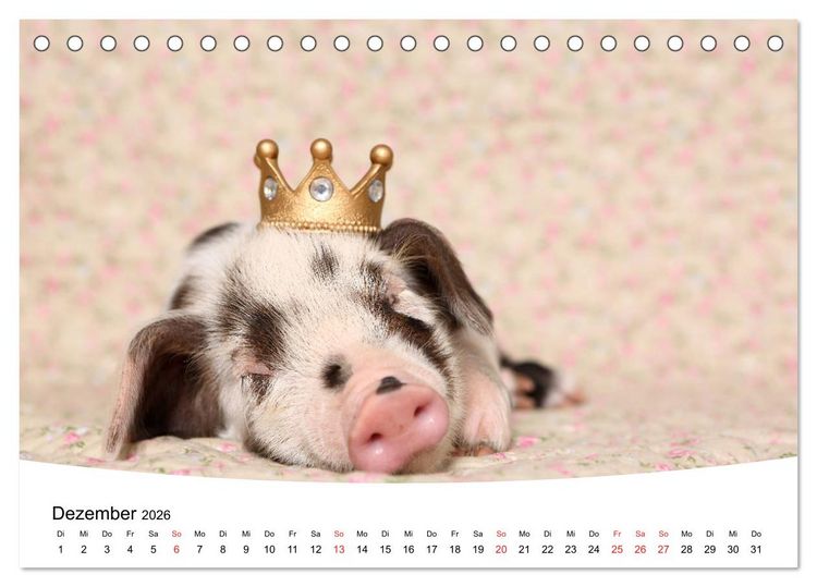 Produktbild: Niedliche Ferkel lovely piglets 2026 (Tischkalender 2026 DIN A5 quer), CALVENDO Monatskalender