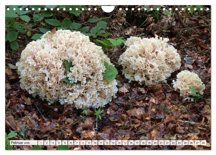 Produktbild: Pilze - tolle Funde (Wandkalender 2026 DIN A4 quer), CALVENDO Monatskalender