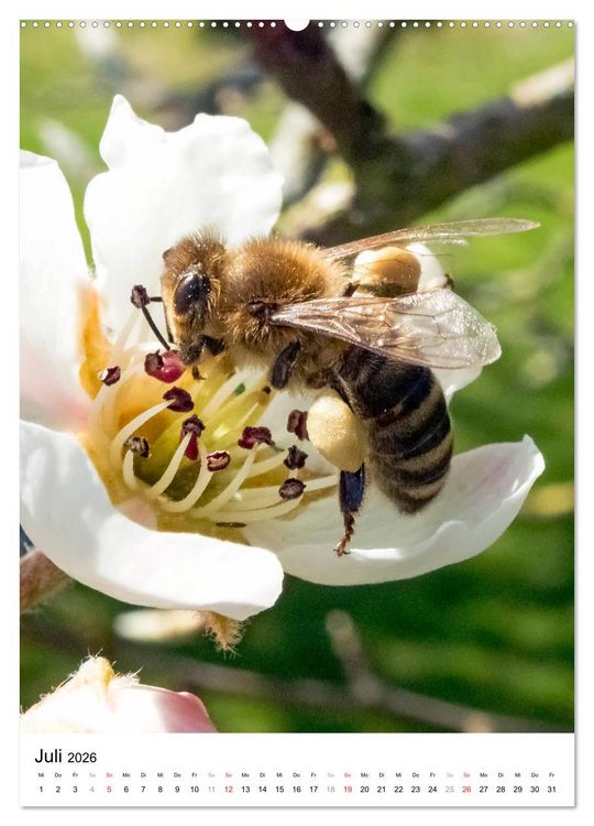 Produktbild: BIENEN - Kleine N&uuml;tzlinge ganz nah (hochwertiger Premium Wandkalender 2026 DIN A2 hoch), Kunstdruck in Hochglanz