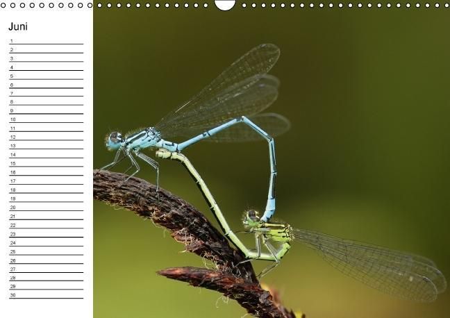 Produktbild: Libellen Geburtstagskalender (Wandkalender immerw&auml;hrend DIN A3 quer)