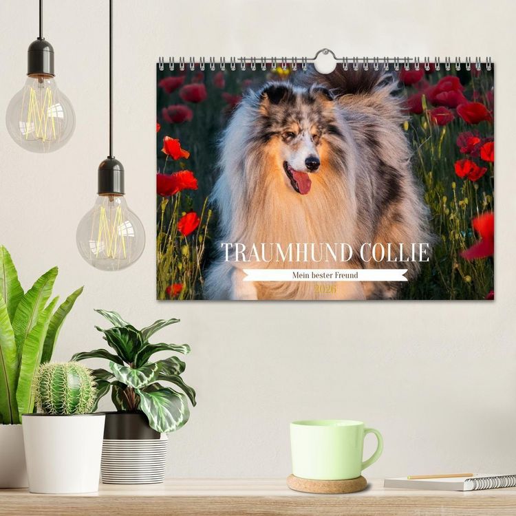 Produktbild: Traumhund Collie - Mein bester Freund (Wandkalender 2026 DIN A4 quer), CALVENDO Monatskalender