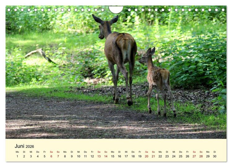 Produktbild: Der Rothirsch - Der K&ouml;nig in unseren W&auml;ldern (Wandkalender 2026 DIN A4 quer), CALVENDO Monatskalender