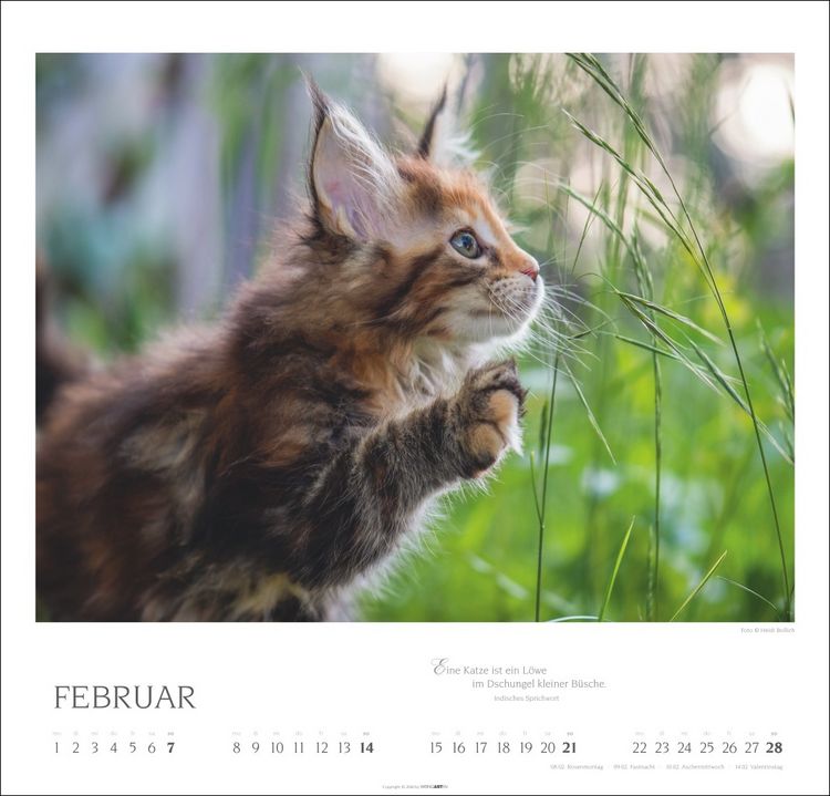 Produktbild: Katzen - Diven auf Samtpfoten Kalender 2027 - Diven auf Samtpfoten