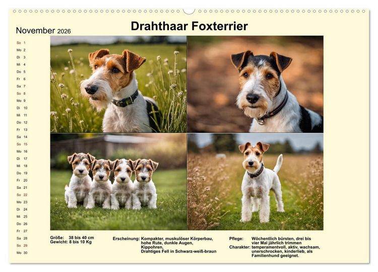 Produktbild: Terrier-Rassen im Portrait (Wandkalender 2026 DIN A2 quer), CALVENDO Monatskalender