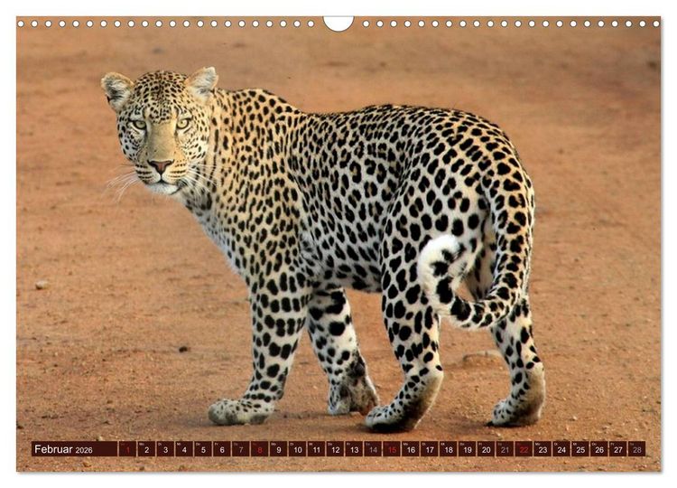 Produktbild: Afrikas wilde Sch&ouml;nheiten (Wandkalender 2026 DIN A3 quer), CALVENDO Monatskalender