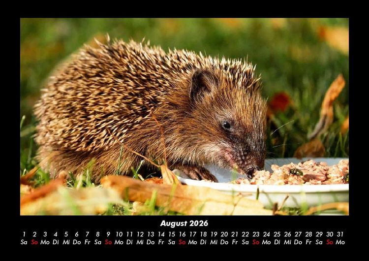 Produktbild: Welt der Tiere 2026 Fotokalender DIN A3