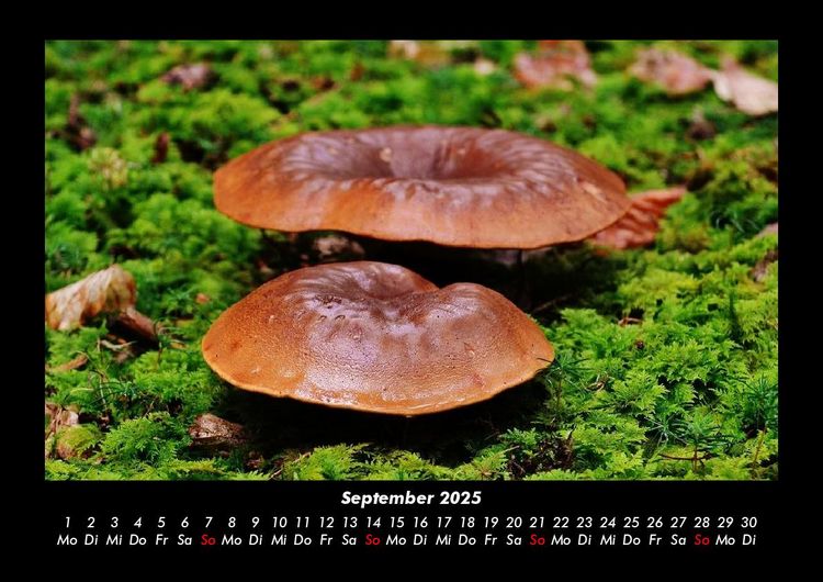Produktbild: Waldzauber 2025 Fotokalender DIN A3