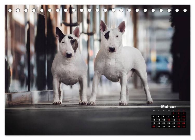 Produktbild: Listenhunde - mehr als nur eine Kategorie (Tischkalender 2026 DIN A5 quer), CALVENDO Monatskalender