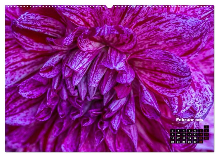 Produktbild: Im Herzen der Dahlie (hochwertiger Premium Wandkalender 2026 DIN A2 quer), Kunstdruck in Hochglanz