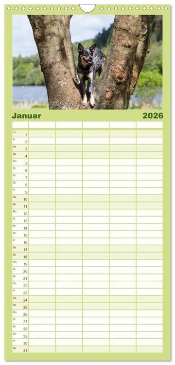 Produktbild: Familienplaner 2026 - Spaziergang am See Australian Cattle Dogs mit 5 Spalten (Wandkalender, 21 x 45 cm) CALVENDO
