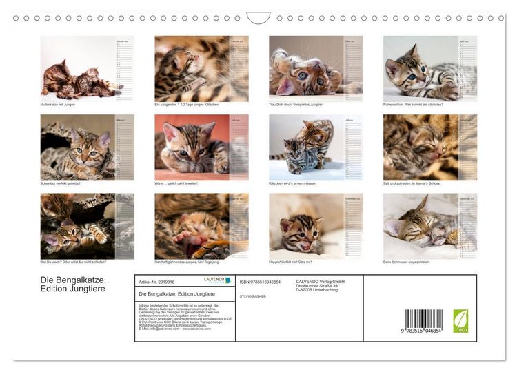 Produktbild: Die Bengalkatze. Edition Jungtiere (Wandkalender 2026 DIN A3 quer), CALVENDO Monatskalender