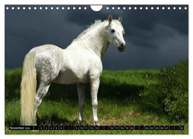 Produktbild: Dein Freund, dein Pferd (Wandkalender 2026 DIN A4 quer), CALVENDO Monatskalender