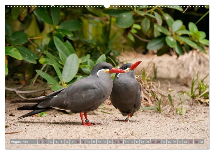 Produktbild: Weltvogelpark Walsrode - Die Vielfalt der Vogelarten (Wandkalender 2026 DIN A2 quer), CALVENDO Monatskalender