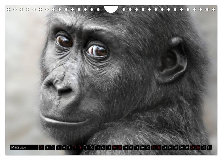 Produktbild: MENSCHEN-AFFEN-KINDER (Wandkalender 2026 DIN A4 quer), CALVENDO Monatskalender