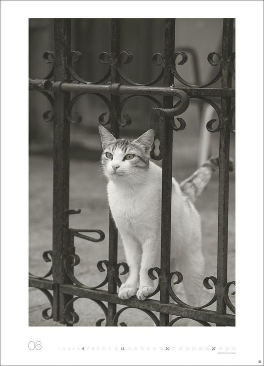 Produktbild: Cats Edition Kalender 2027