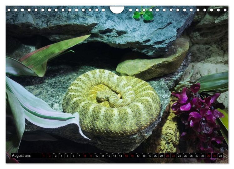 Produktbild: Faszination Giftschlangen (Wandkalender 2026 DIN A4 quer), CALVENDO Monatskalender