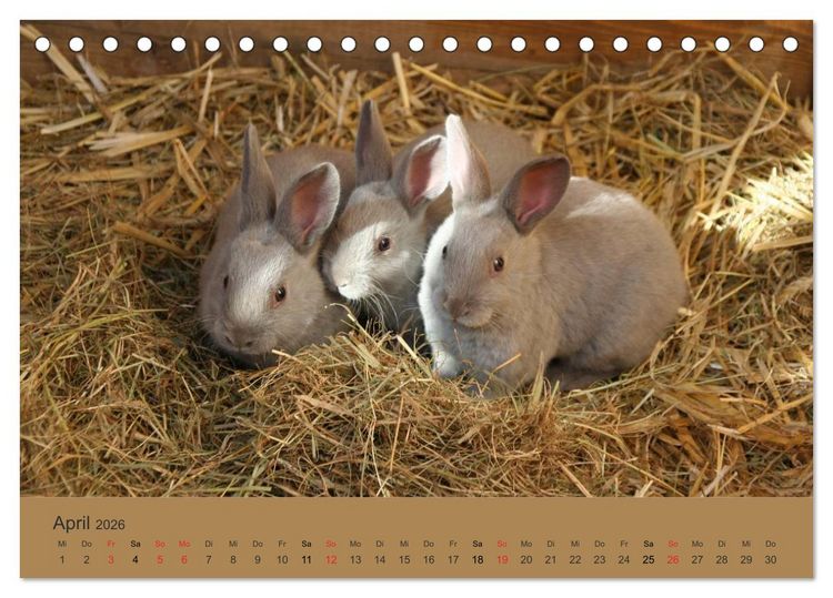 Produktbild: Rex - Kaninchen (Tischkalender 2026 DIN A5 quer), CALVENDO Monatskalender