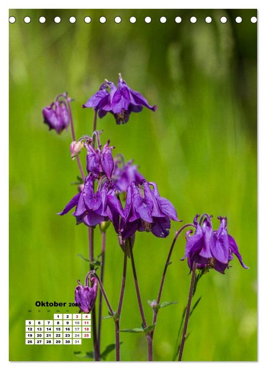 Produktbild: Zauber der Natur - Heimische Orchideen und Wiesenblumen (Tischkalender 2026 DIN A5 hoch), CALVENDO Monatskalender