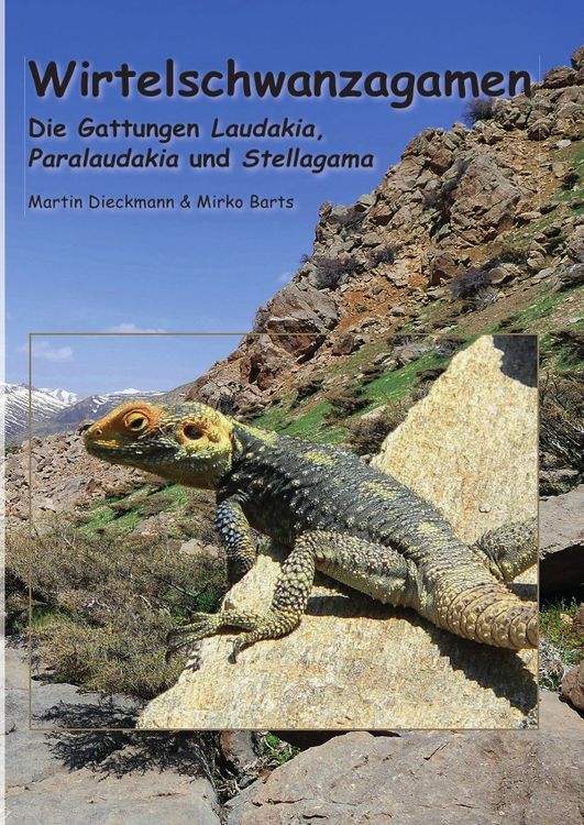 Produktbild: Wirtelschwanzagamen