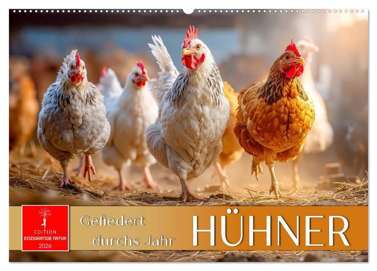 Produktbild: H&uuml;hner - gefiedert durchs Jahr (Wandkalender 2026 DIN A2 quer), CALVENDO Monatskalender