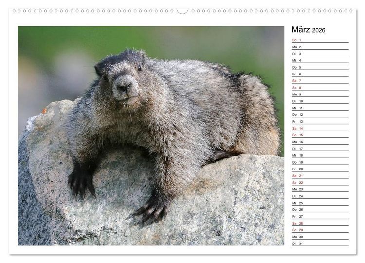 Produktbild: Murmeltiere in Nordamerika (Wandkalender 2026 DIN A2 quer), CALVENDO Monatskalender