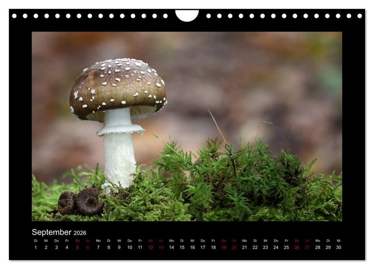 Produktbild: Pilzgalerie - Heimische Pilze aus der Region Rheinland-Pfalz (Wandkalender 2026 DIN A4 quer), CALVENDO Monatskalender