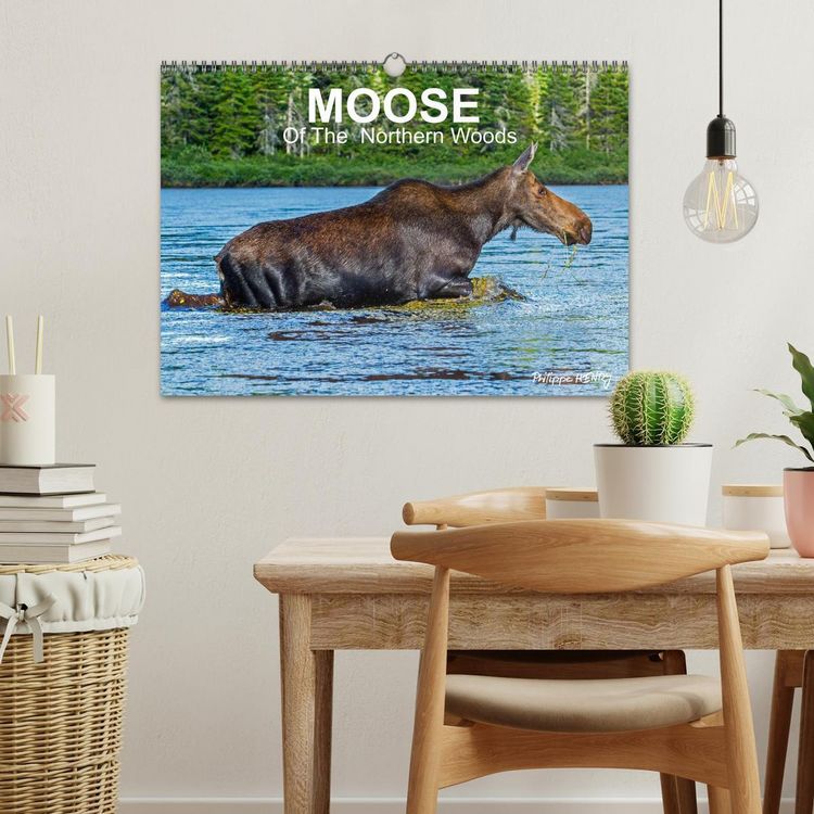 Produktbild: MOOSE Of The Northern Woods (Wall Calendar 2026 DIN A3 landscape), CALVENDO 12 Month Wall Calendar