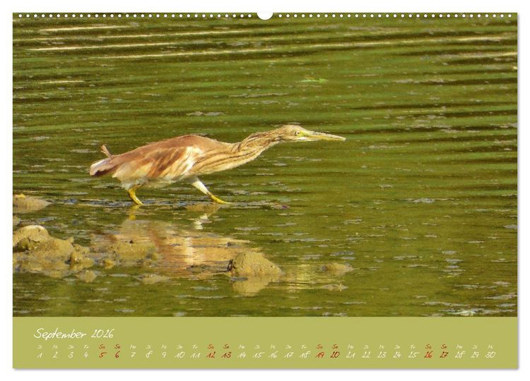 Produktbild: Wilde Toskana - von Ren&eacute; Schaack (Wandkalender 2026 DIN A2 quer), CALVENDO Monatskalender