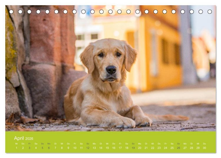 Produktbild: Traumschnauzen (Tischkalender 2026 DIN A5 quer), CALVENDO Monatskalender