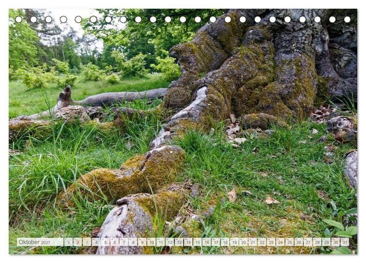 Produktbild: Hutewald Halloh - Baumriesen aus vergangenen Zeiten (Tischkalender 2027 DIN A5 quer), CALVENDO Monatskalender