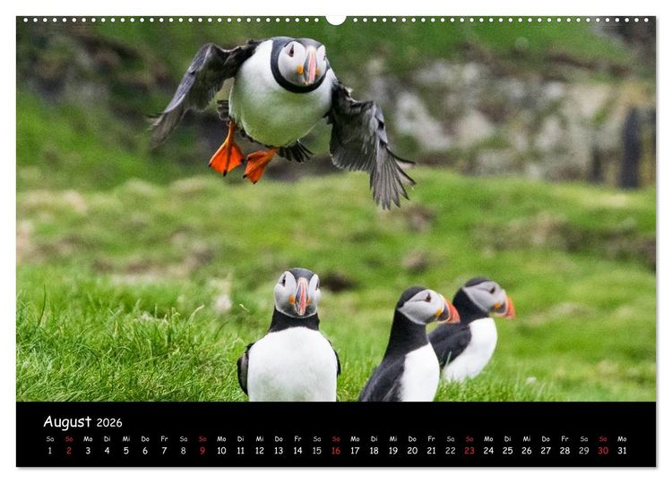 Produktbild: Die Papageientaucher von Mykines (Wandkalender 2026 DIN A2 quer), CALVENDO Monatskalender
