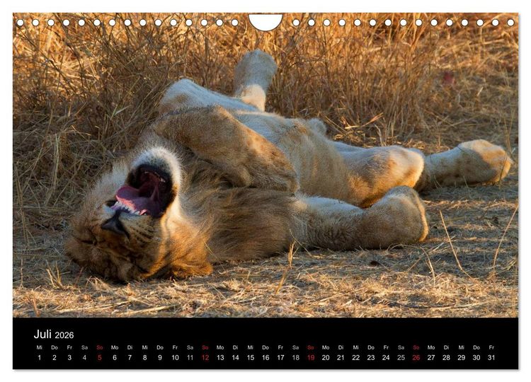 Produktbild: Afrikas Raubkatzen (Wandkalender 2026 DIN A4 quer), CALVENDO Monatskalender