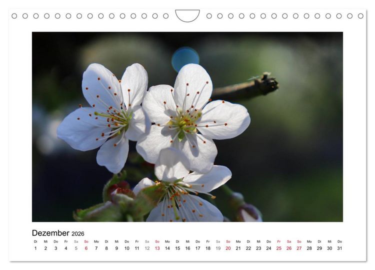 Produktbild: Kirschbl&uuml;te rund um Witzenhausen (Wandkalender 2026 DIN A4 quer), CALVENDO Monatskalender