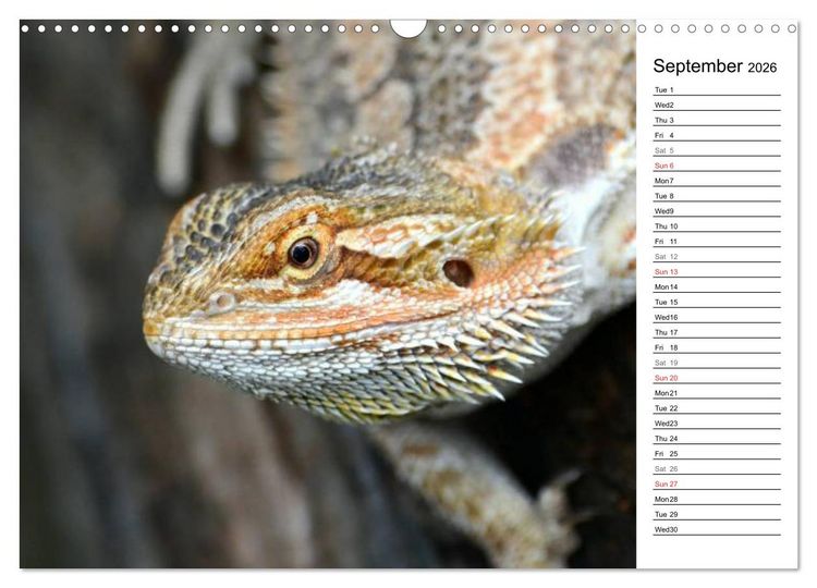 Produktbild: Close to Australian Bearded Dragons (Wall Calendar 2026 DIN A3 landscape), CALVENDO 12 Month Wall Calendar