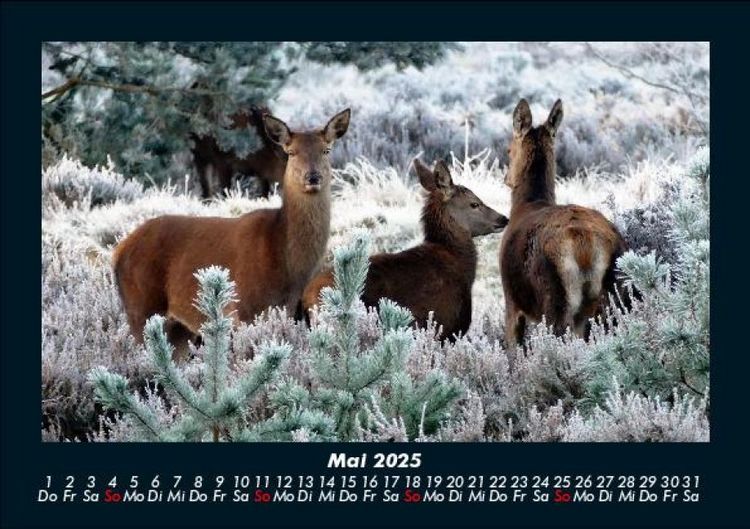 Produktbild: Welt der Tiere 2025 Fotokalender DIN A5