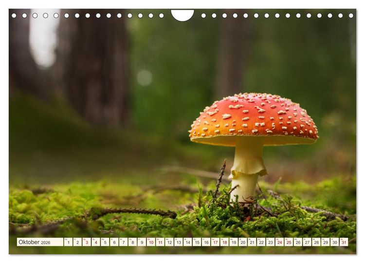 Produktbild: Im Zauber der W&auml;lder (Wandkalender 2026 DIN A4 quer), CALVENDO Monatskalender