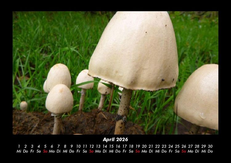 Produktbild: Waldzauber 2026 Fotokalender DIN A3